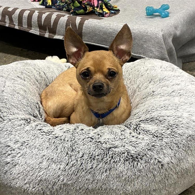 Paleta, Adoptable, Adult Male Yorkshire Terrier & Chihuahua.