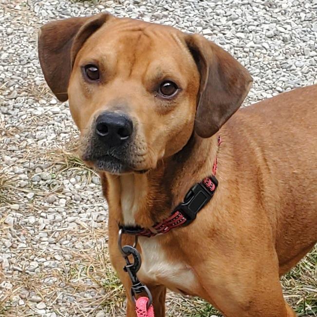 Enlarge Graham Cracker, a Adoptable Mixed Breed in Fairport, NY image 1/4