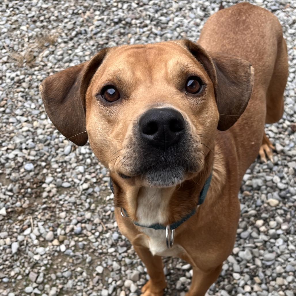Enlarge Graham Cracker, a Adoptable Mixed Breed in Fairport, NY image 2/4