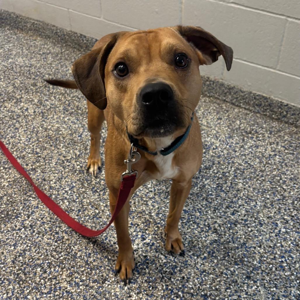 Enlarge Graham Cracker, a Adoptable Mixed Breed in Fairport, NY image 3/4