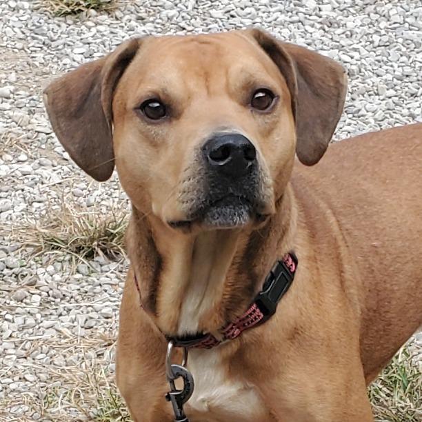 Enlarge Graham Cracker, a Adoptable Mixed Breed in Fairport, NY image 4/4