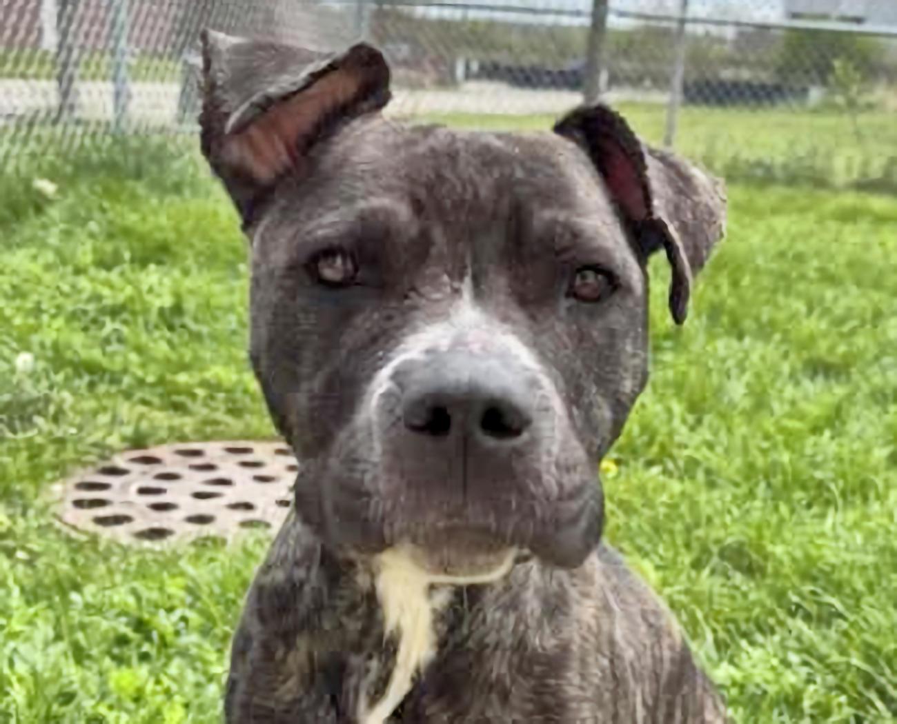 April, ADOPTABLE, Puppy Female American Staffordshire Terrier.