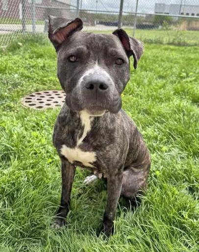 Enlarge April, a ADOPTABLE mixed breed in Euclid, OH image 2/2