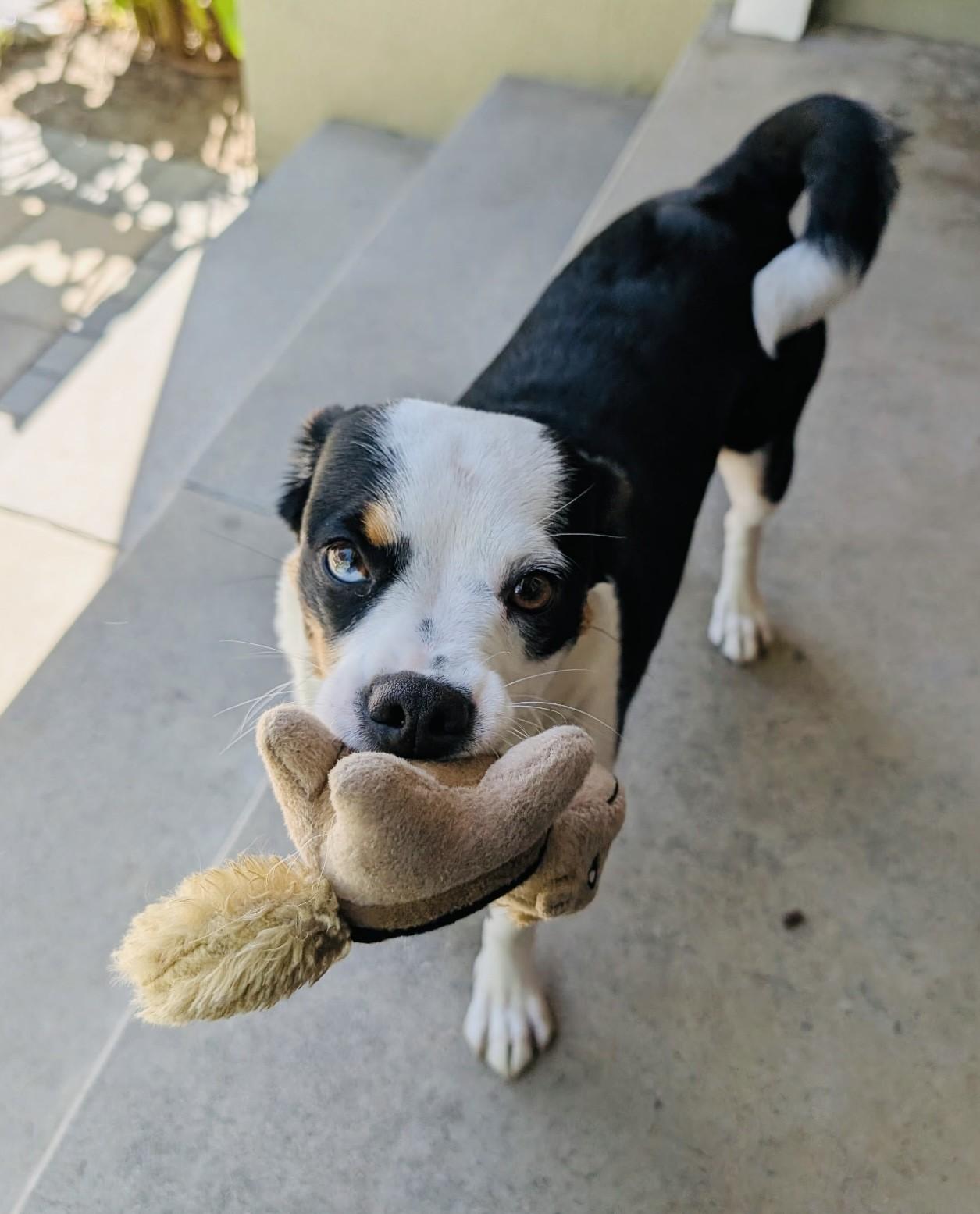 Enlarge Mikaela, a ADOPTABLE mixed breed in Los Alamitos, CA image 3/6