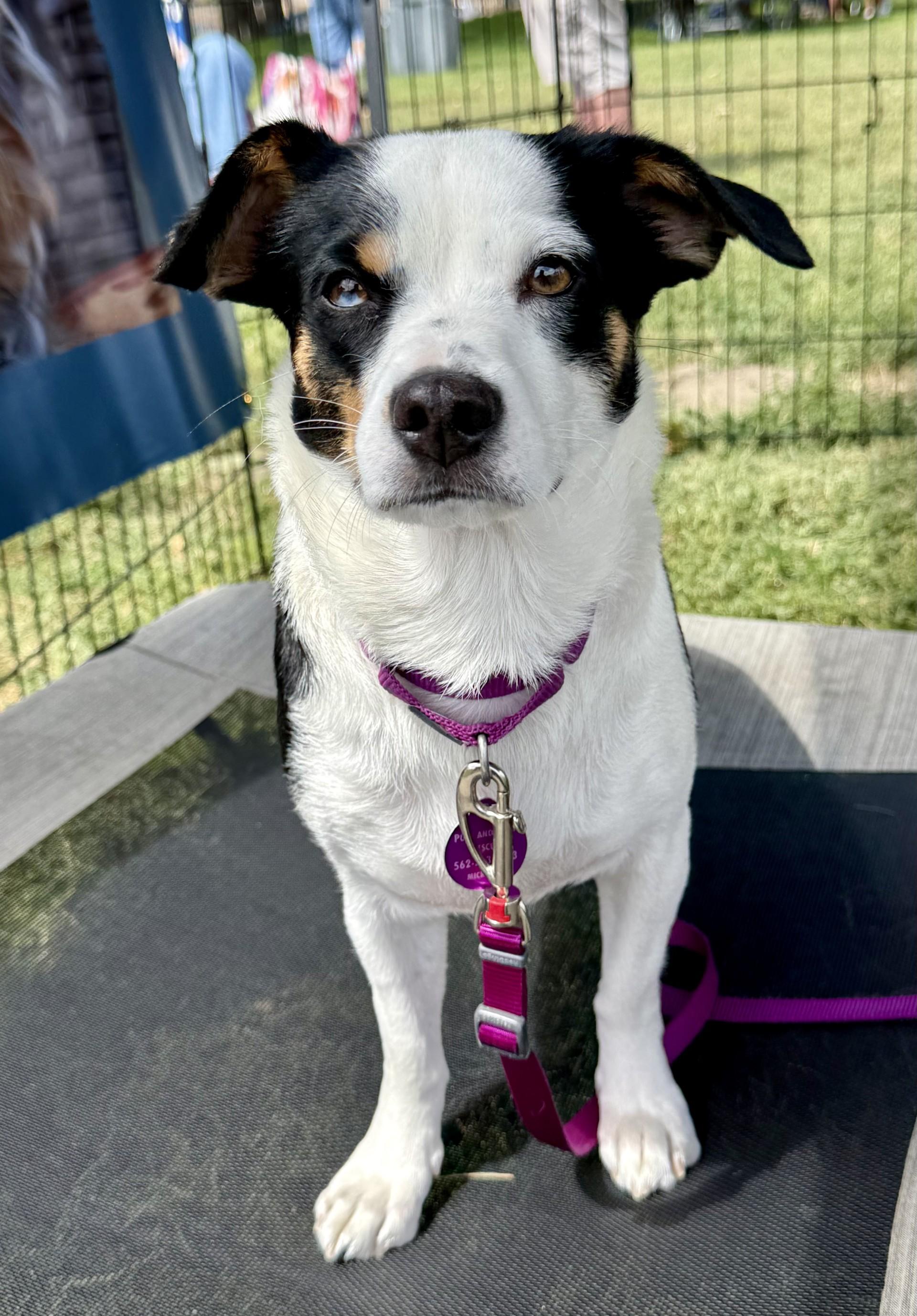 Enlarge Mikaela, a ADOPTABLE mixed breed in Los Alamitos, CA image 1/6