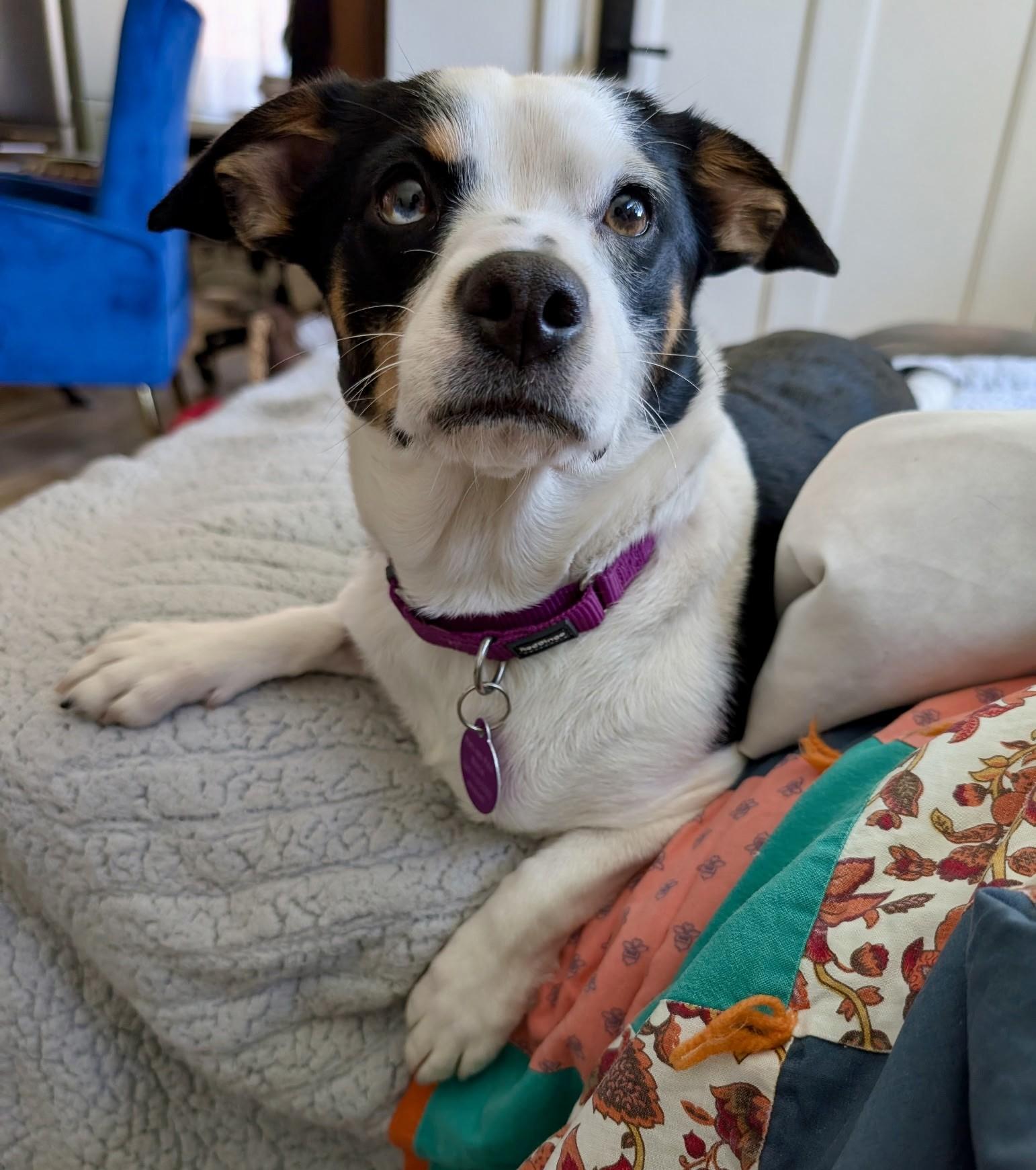 Mikaela, ADOPTABLE, Young Female Terrier & Jack Russell Terrier.