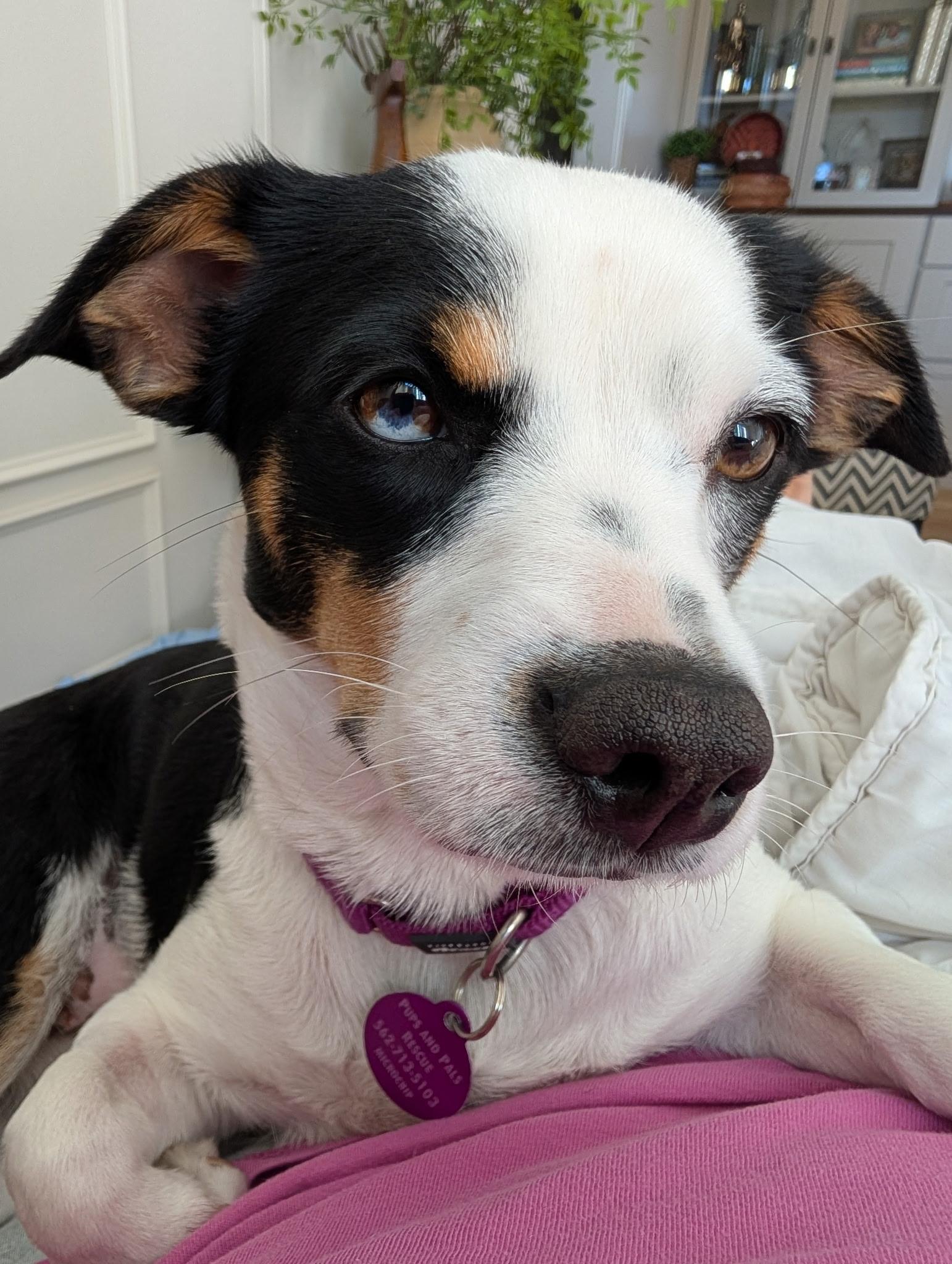 Enlarge Mikaela, a ADOPTABLE mixed breed in Los Alamitos, CA image 2/6