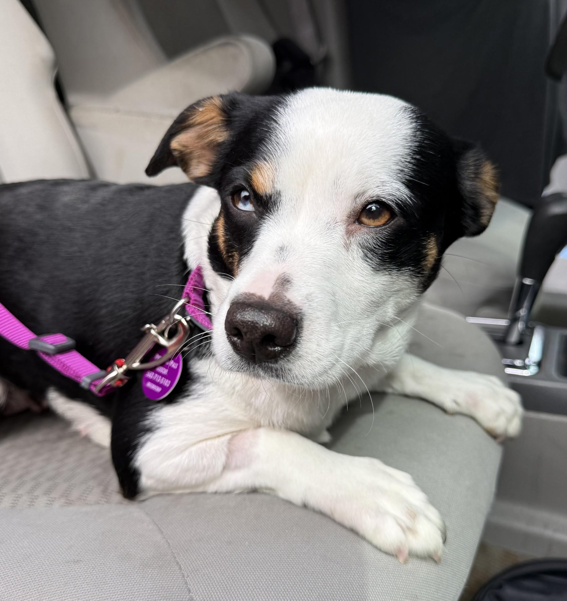 Enlarge Mikaela, a ADOPTABLE mixed breed in Los Alamitos, CA image 5/6