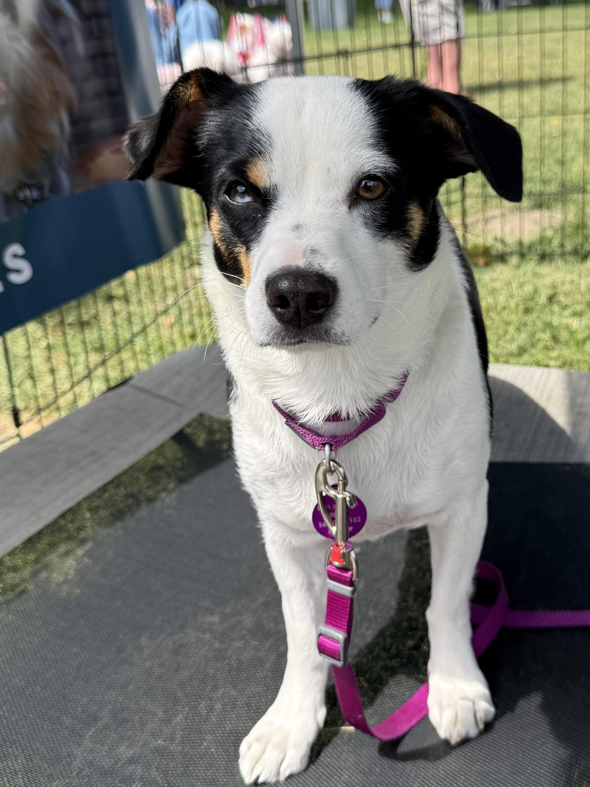 Enlarge Mikaela, a ADOPTABLE mixed breed in Los Alamitos, CA image 6/6