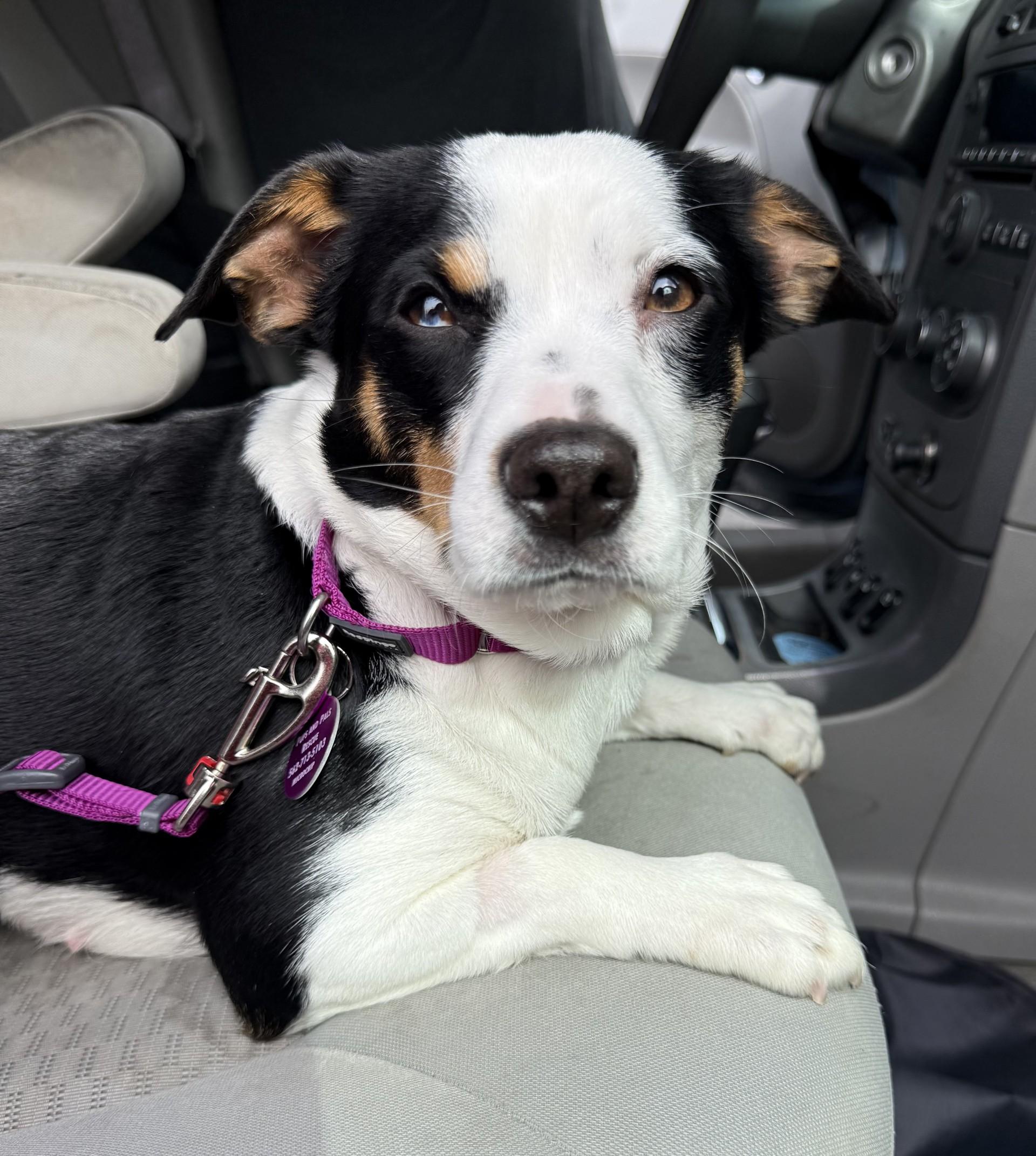 Enlarge Mikaela, a ADOPTABLE mixed breed in Los Alamitos, CA image 4/6