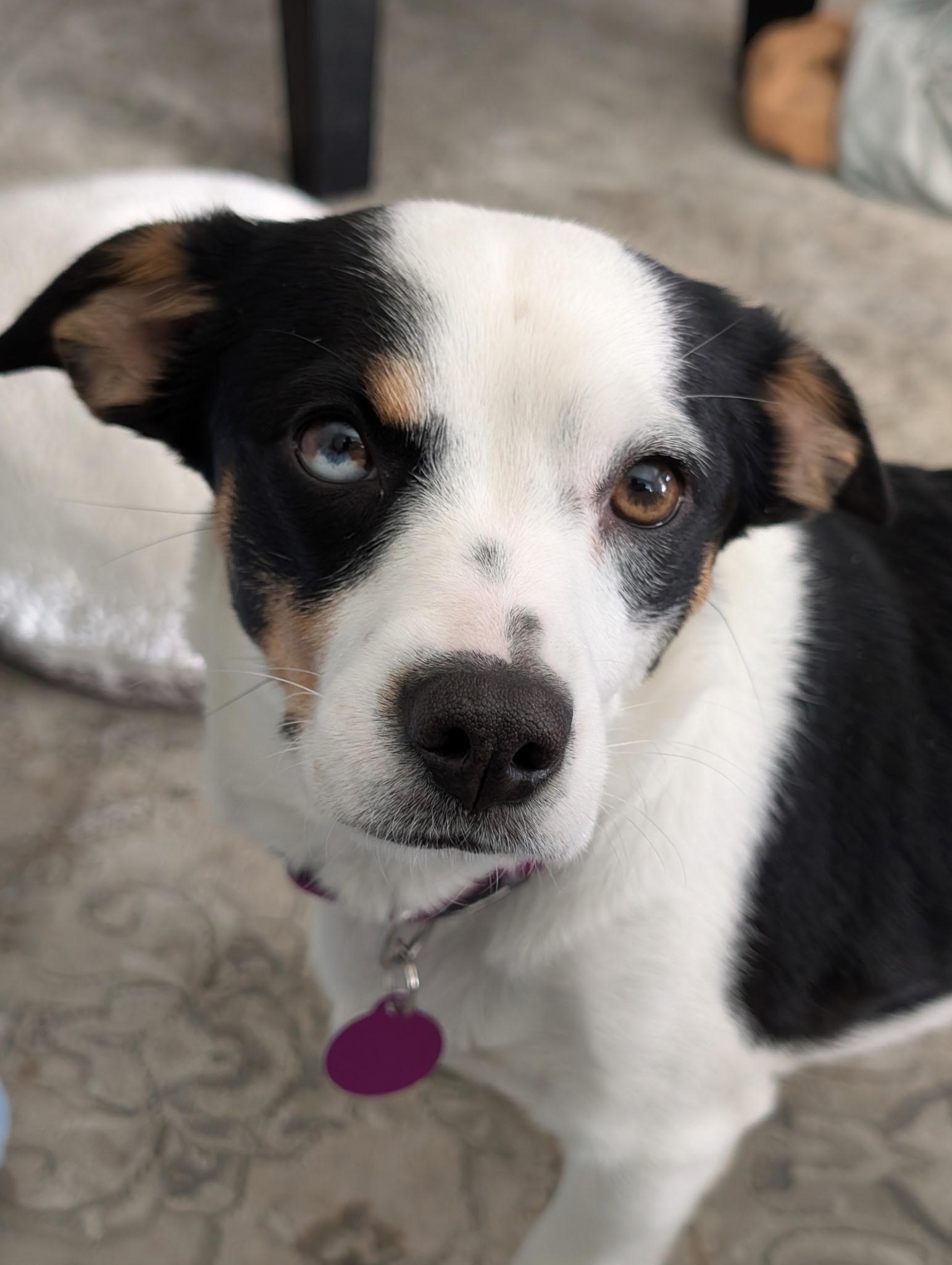 Enlarge Mikaela, a ADOPTABLE mixed breed in Los Alamitos, CA image 6/6