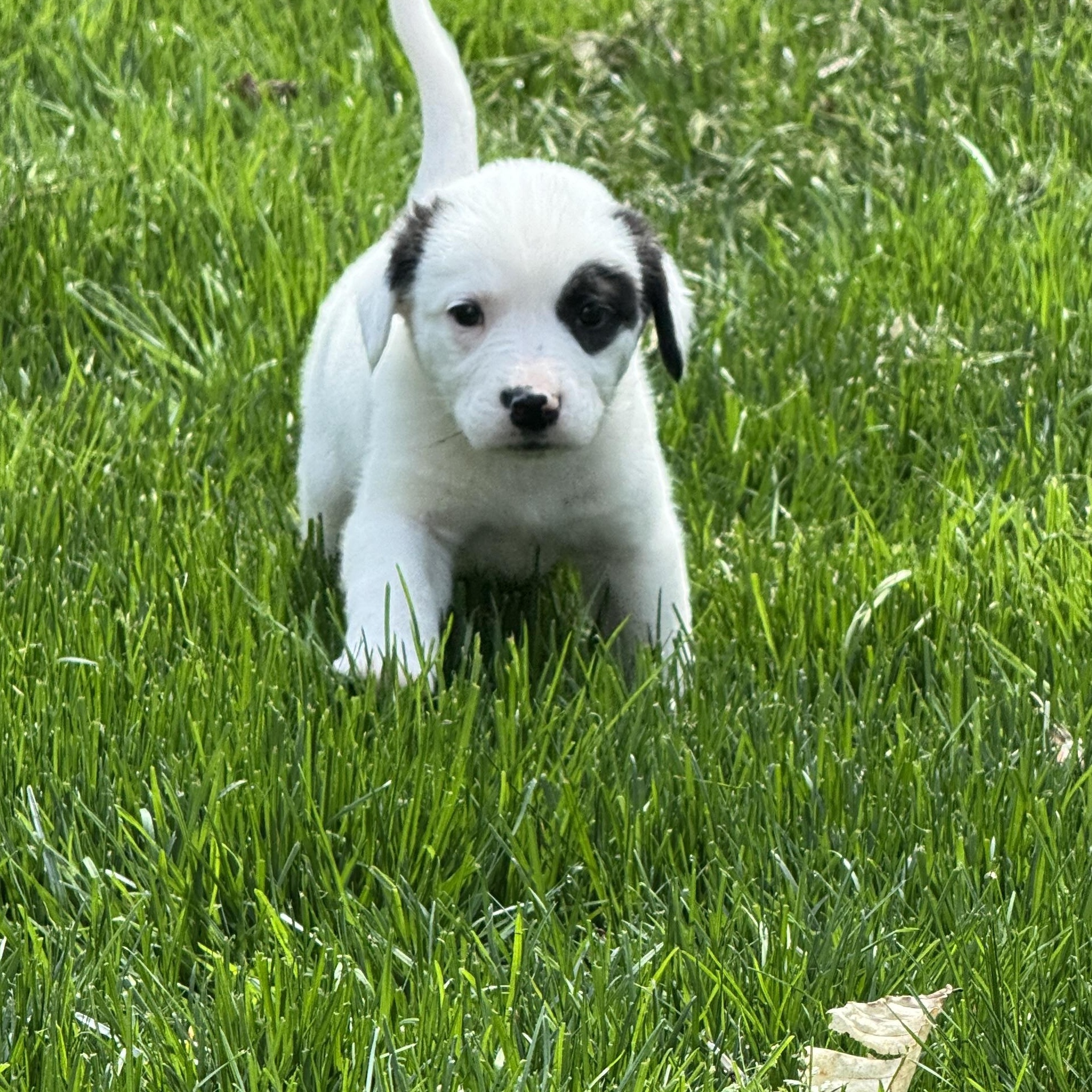 Enlarge Rosamund (Rosie), a ADOPTABLE mixed breed in Rock Hill, SC image 3/6