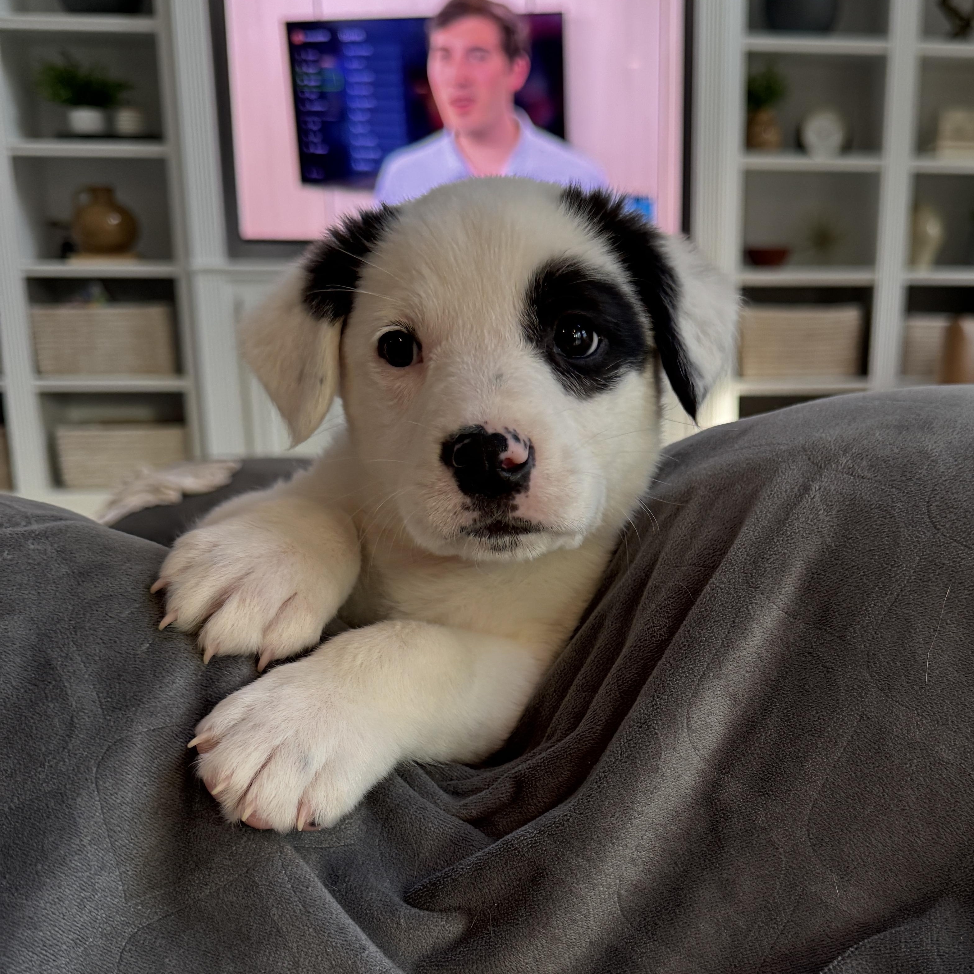 Enlarge Rosamund (Rosie), a ADOPTABLE mixed breed in Rock Hill, SC image 1/6