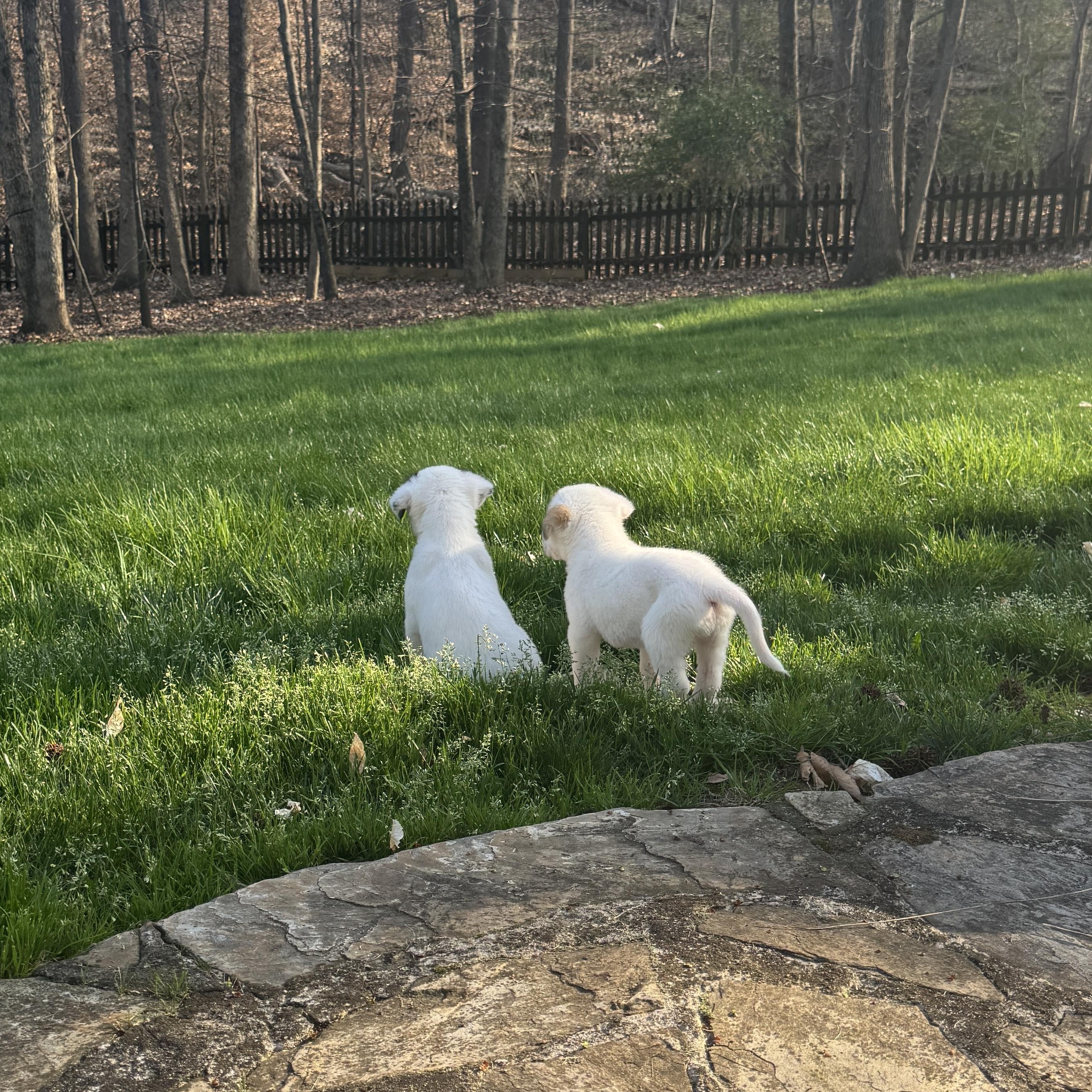 Enlarge Rosamund (Rosie), a ADOPTABLE mixed breed in Rock Hill, SC image 4/6