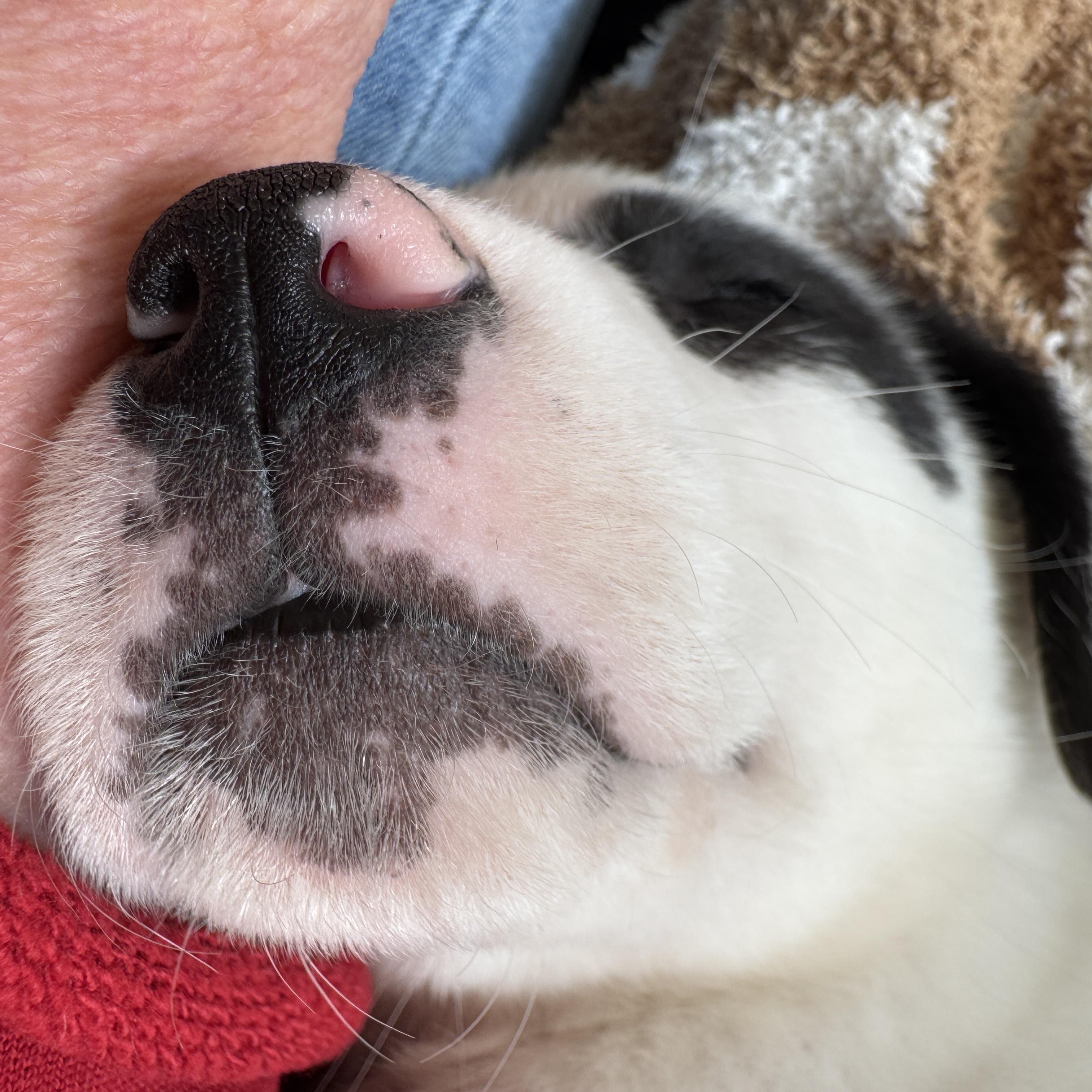 Enlarge Rosamund (Rosie), a ADOPTABLE mixed breed in Rock Hill, SC image 6/6