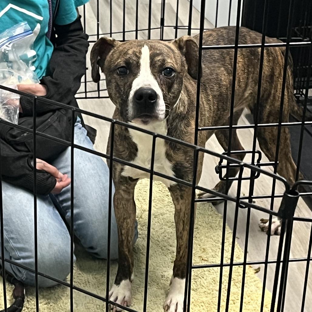 Bit o' Honey, Adoptable, Adult Male Terrier.