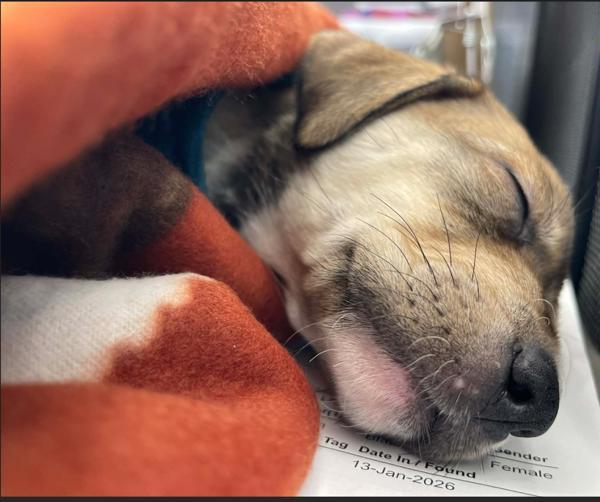 Jasmin, Adoptable, Puppy Female Mixed Breed.