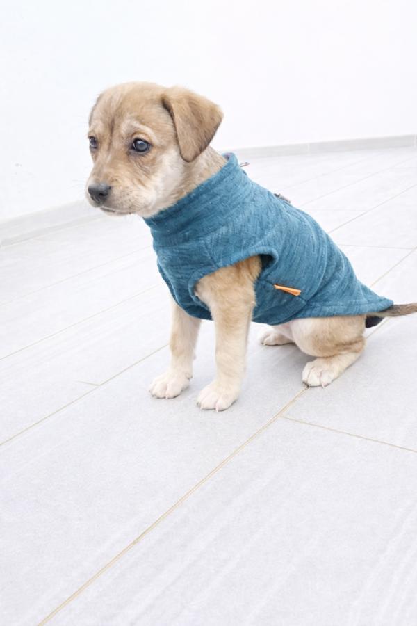 Jasmin, a Adoptable mixed breed in Lafayette, LA image 2/6