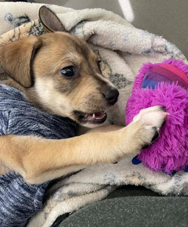 Jasmin, a Adoptable mixed breed in Lafayette, LA image 3/6