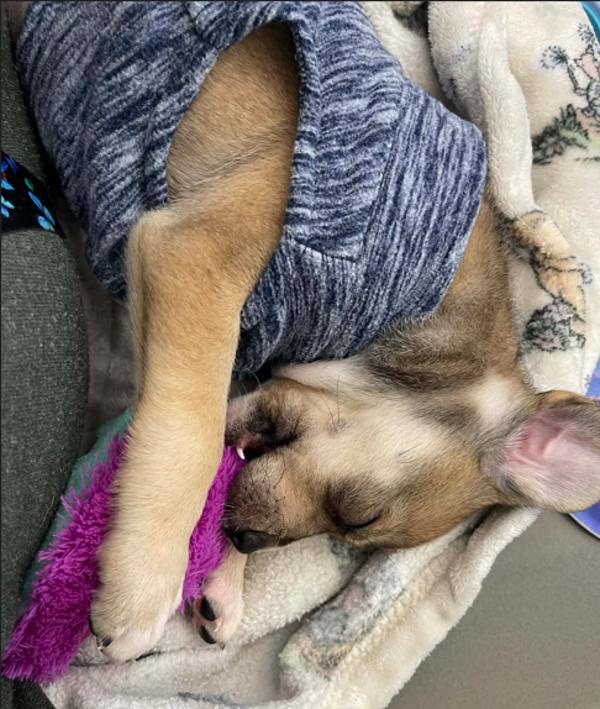 Jasmin, a Adoptable mixed breed in Lafayette, LA image 4/6