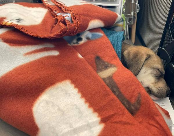 Jasmin, a Adoptable mixed breed in Lafayette, LA image 5/6