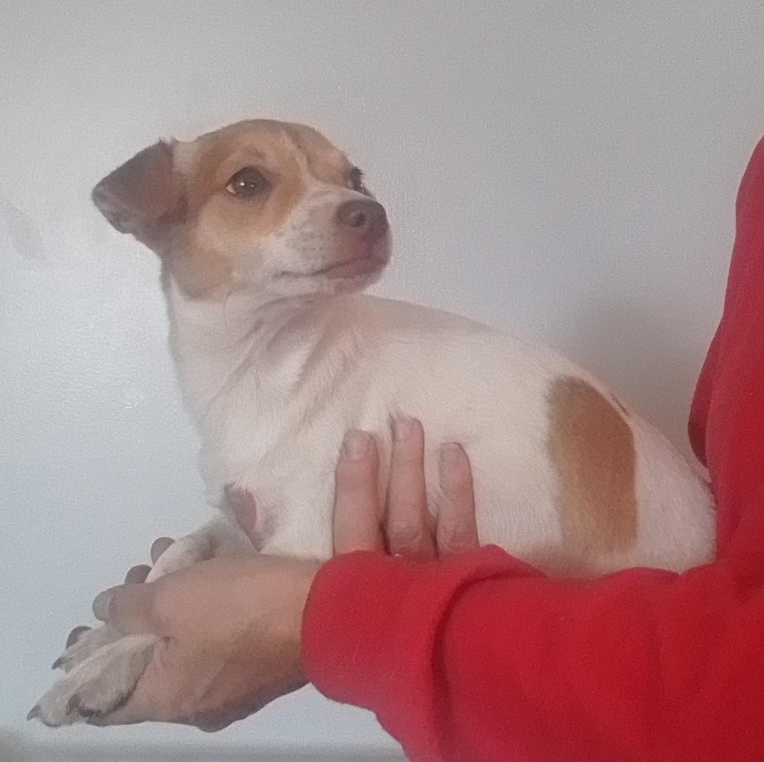 Meg, a ADOPTABLE mixed breed in Oroville, WA image 2/4