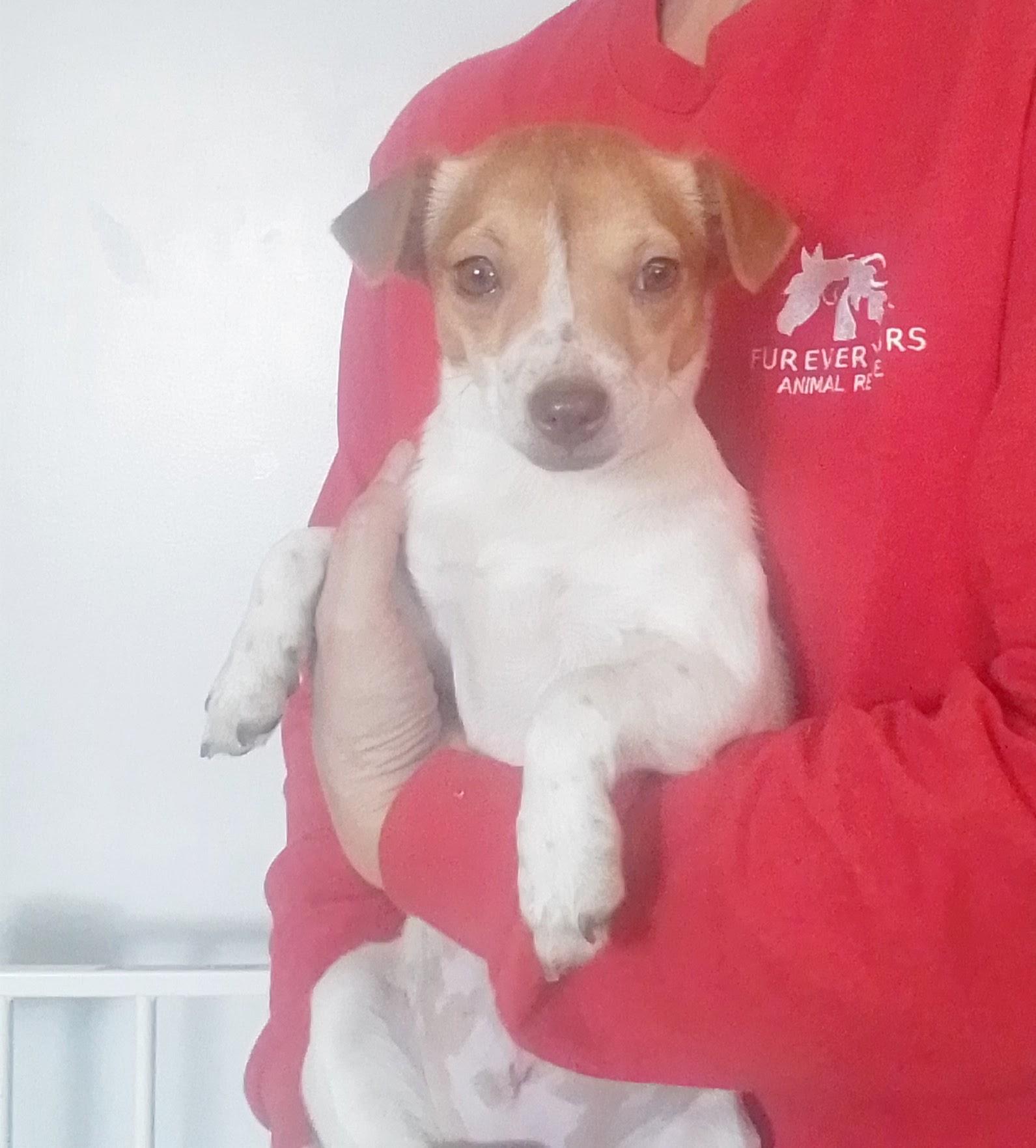 Meg, ADOPTABLE, Puppy Female Chihuahua.
