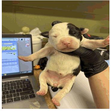 Enlarge Reign (FKA Smoothie), a Adopted Pit Bull Terrier in Indianapolis, IN image 1/4