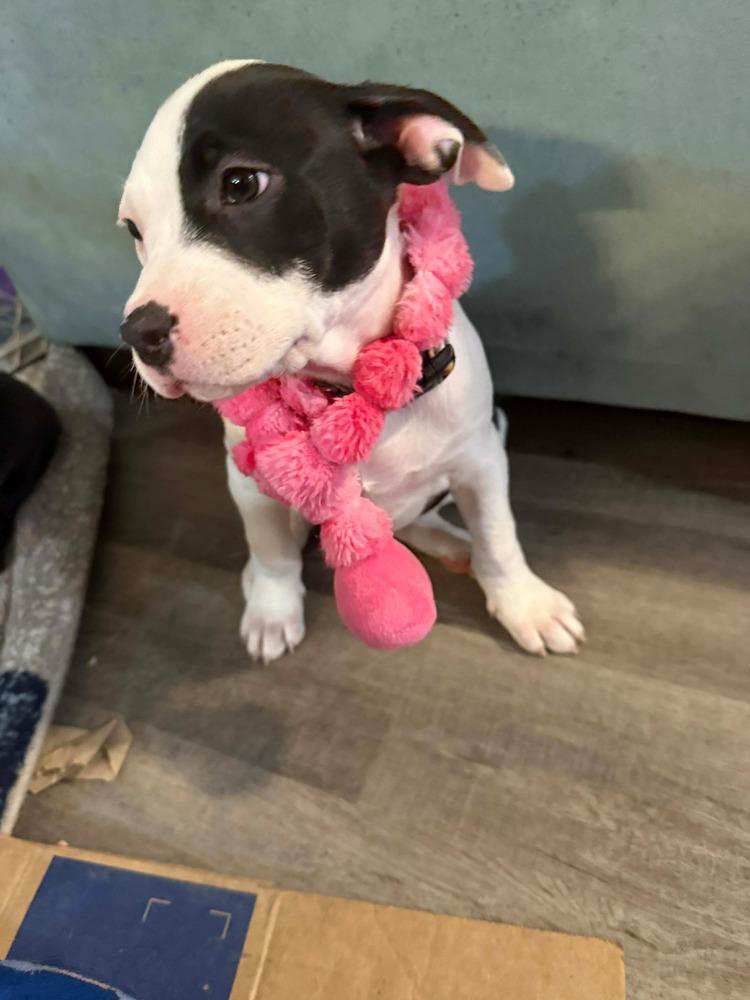 Enlarge Reign (FKA Smoothie), a Adopted Pit Bull Terrier in Indianapolis, IN image 2/4