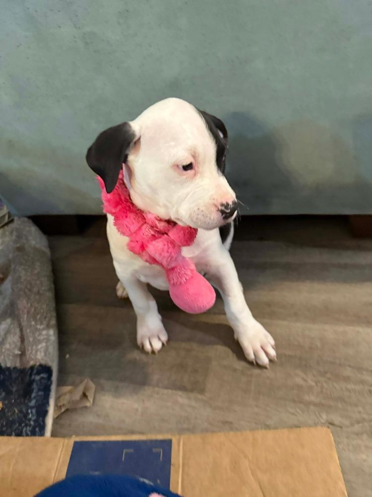 Enlarge Reign (FKA Smoothie), a Adopted Pit Bull Terrier in Indianapolis, IN image 3/4