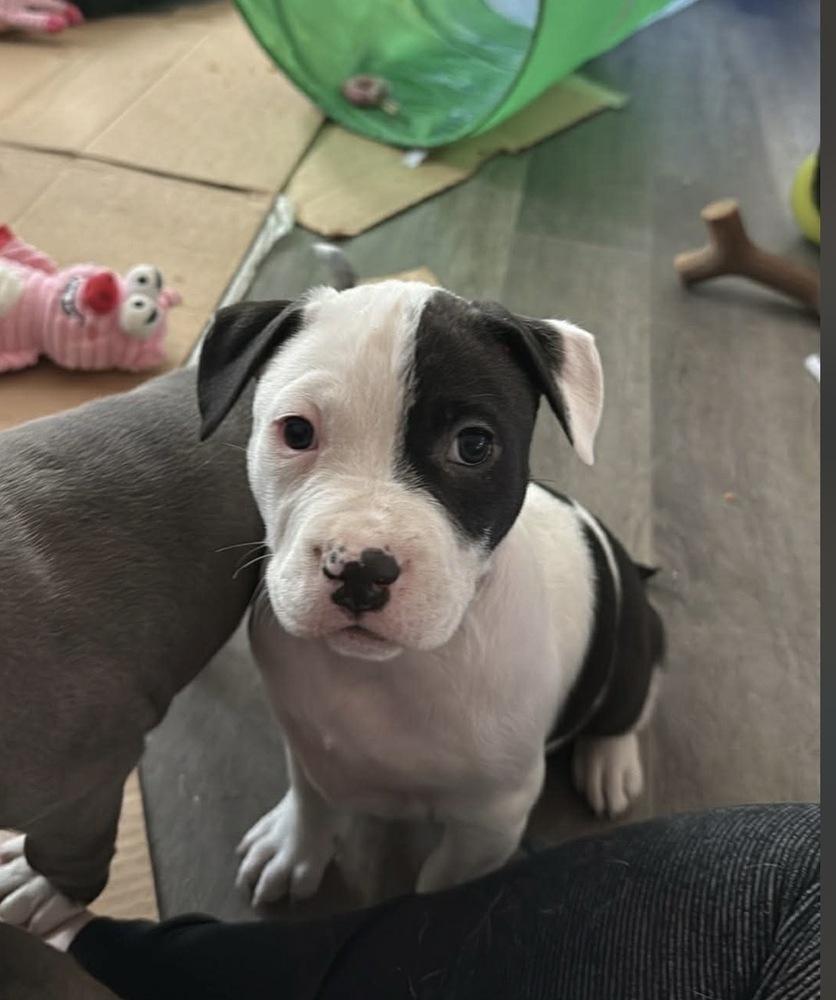 Enlarge Reign (FKA Smoothie), a Adopted Pit Bull Terrier in Indianapolis, IN image 4/4