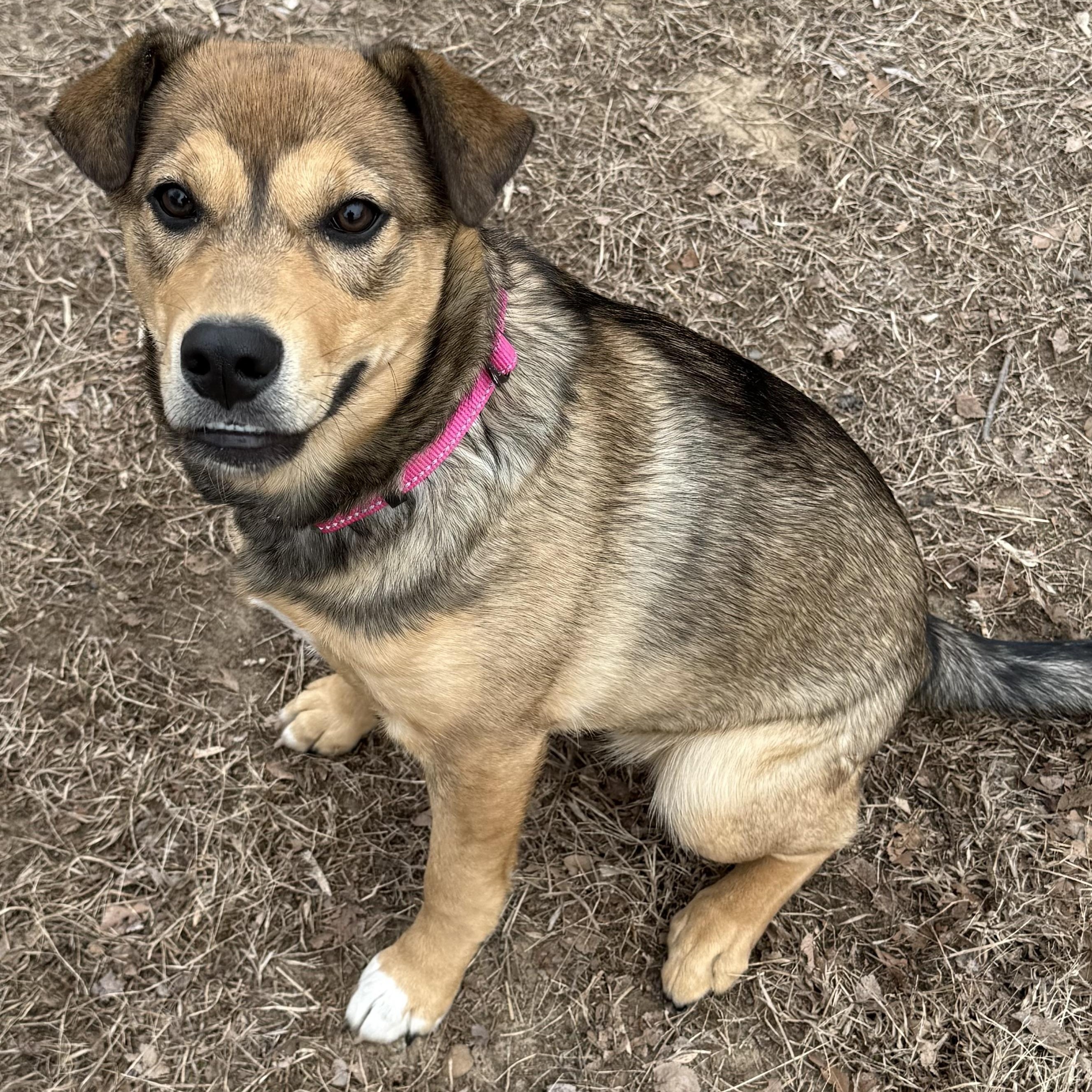 Mary, ADOPTABLE, Puppy Female Labrador Retriever & Husky.
