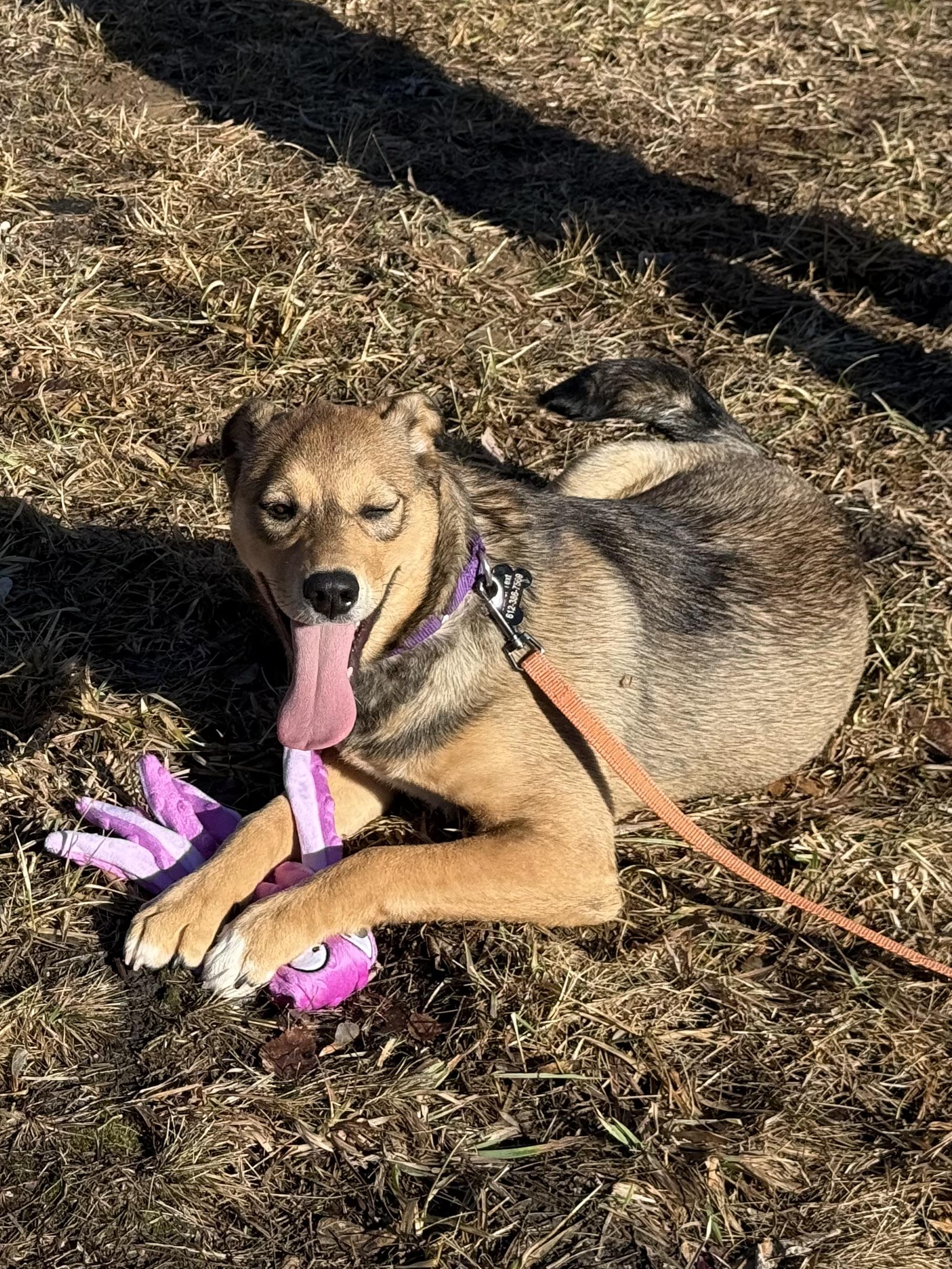 Mary (6 months old!) , a ADOPTABLE mixed breed in South Saint Paul, MN image 6/6