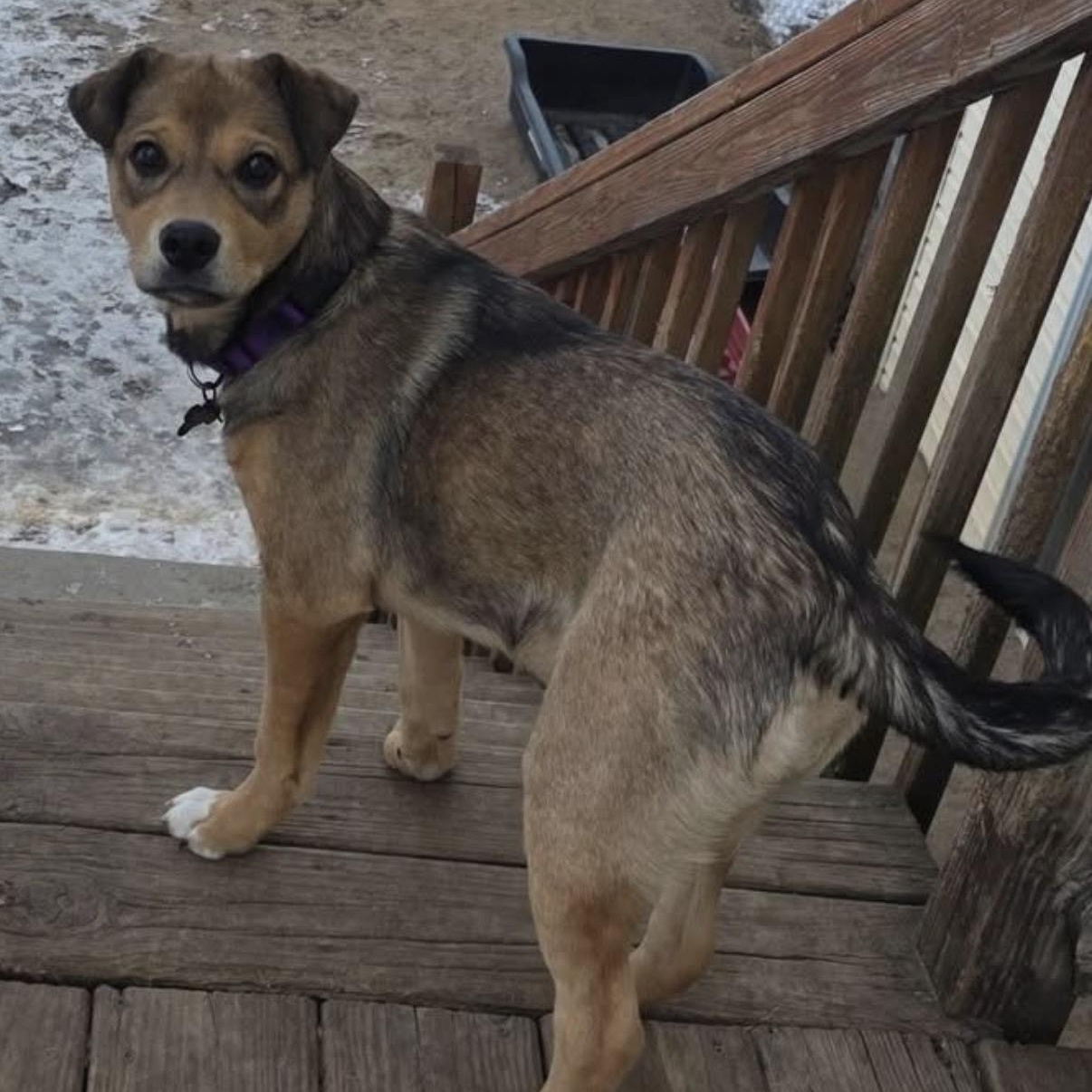 Enlarge Mary, a ADOPTABLE mixed breed in South Saint Paul, MN image 2/5