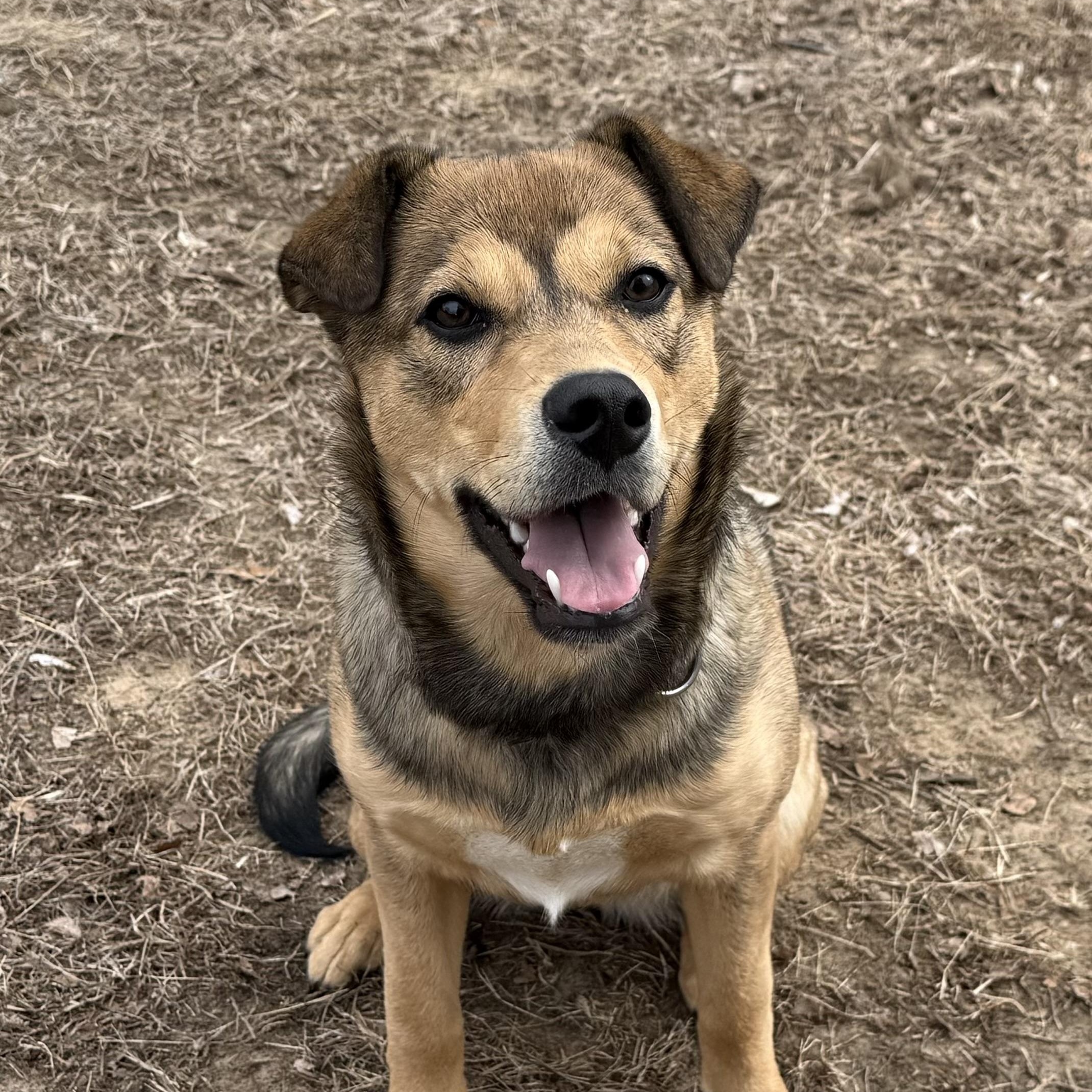 Mary (6 months old!) , ADOPTABLE, Puppy Female Labrador Retriever & Husky.