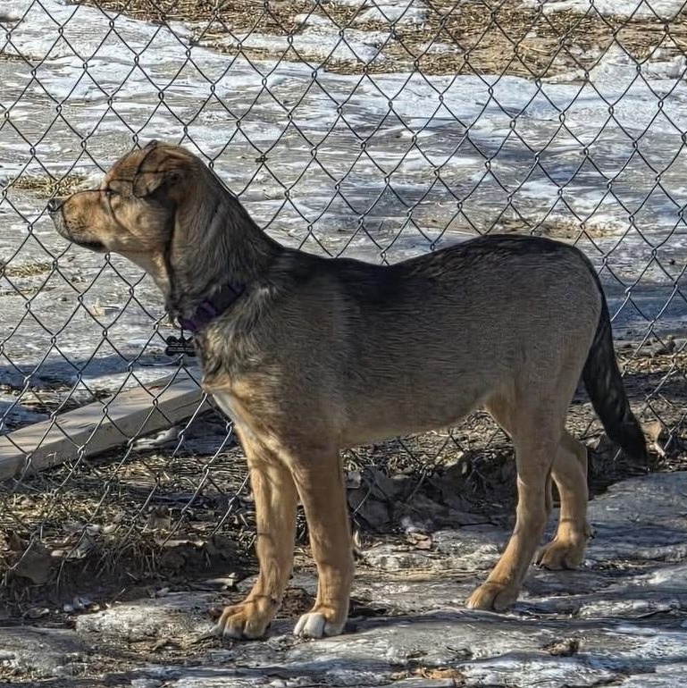 Mary, ADOPTABLE, Puppy Female Chocolate Labrador Retriever & German Shepherd Dog.