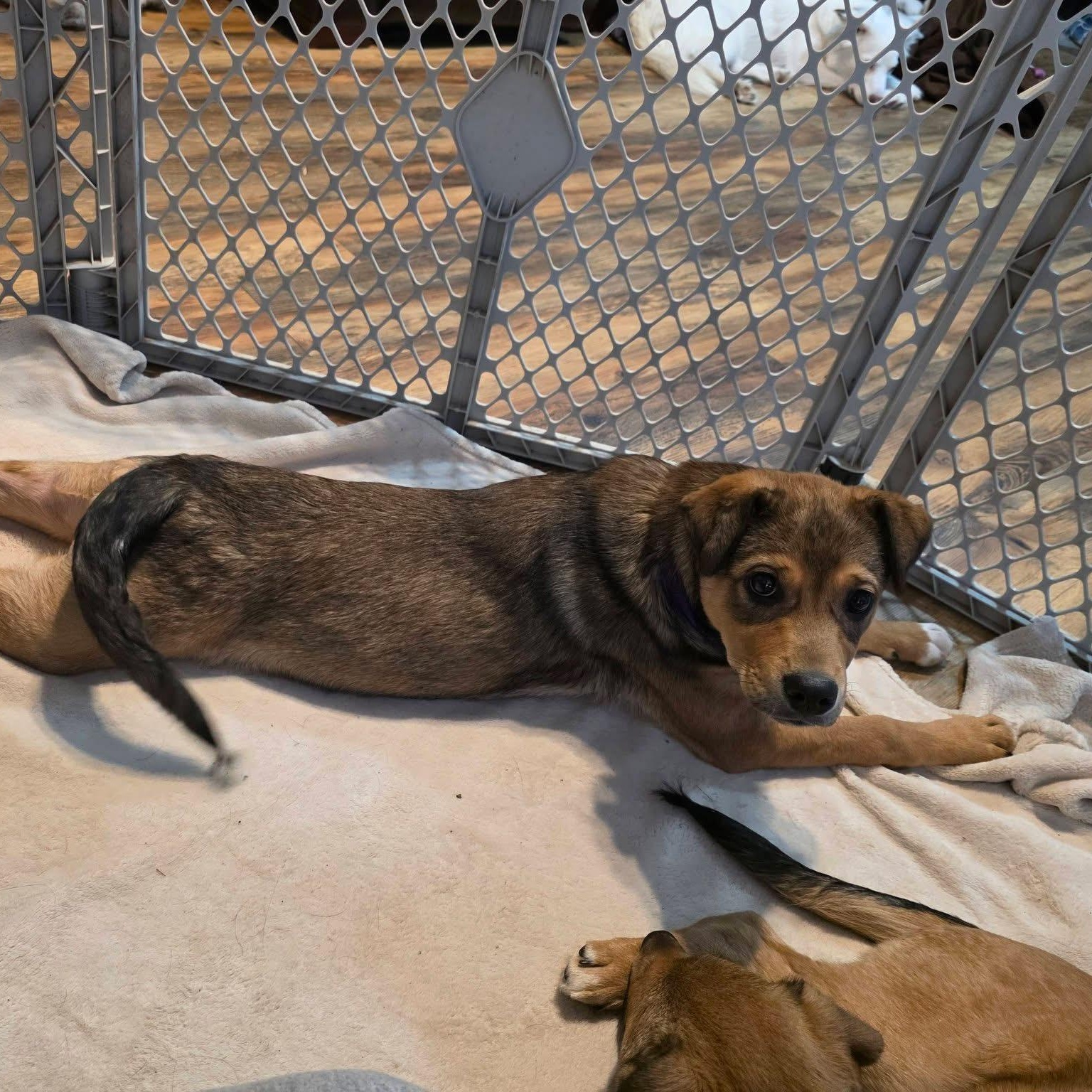 Mary, ADOPTABLE, Puppy Female Golden Retriever & Labrador Retriever.