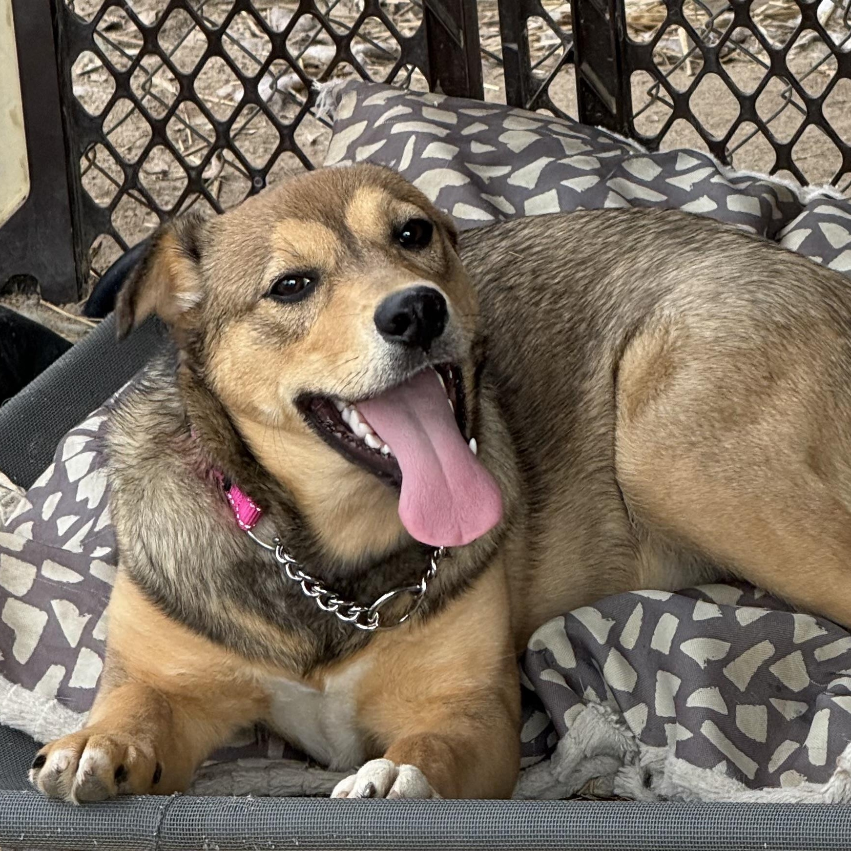 Mary (6 months old!) , a ADOPTABLE mixed breed in South Saint Paul, MN image 3/6