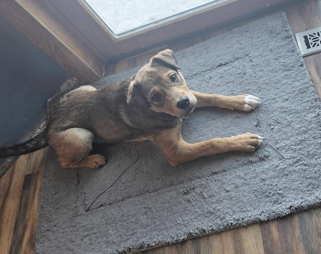 Enlarge Mary, a ADOPTABLE mixed breed in South Saint Paul, MN image 5/5