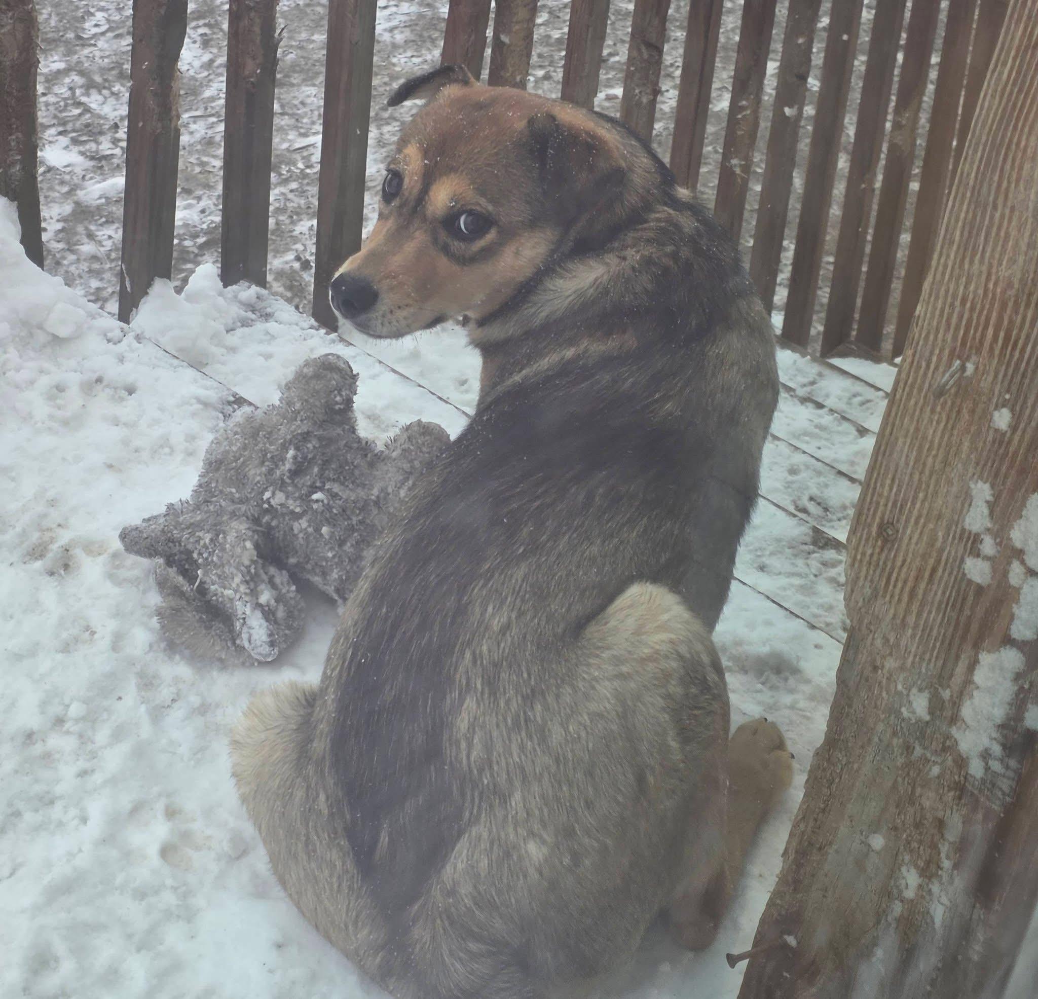 Enlarge Mary, a ADOPTABLE mixed breed in South Saint Paul, MN image 6/6