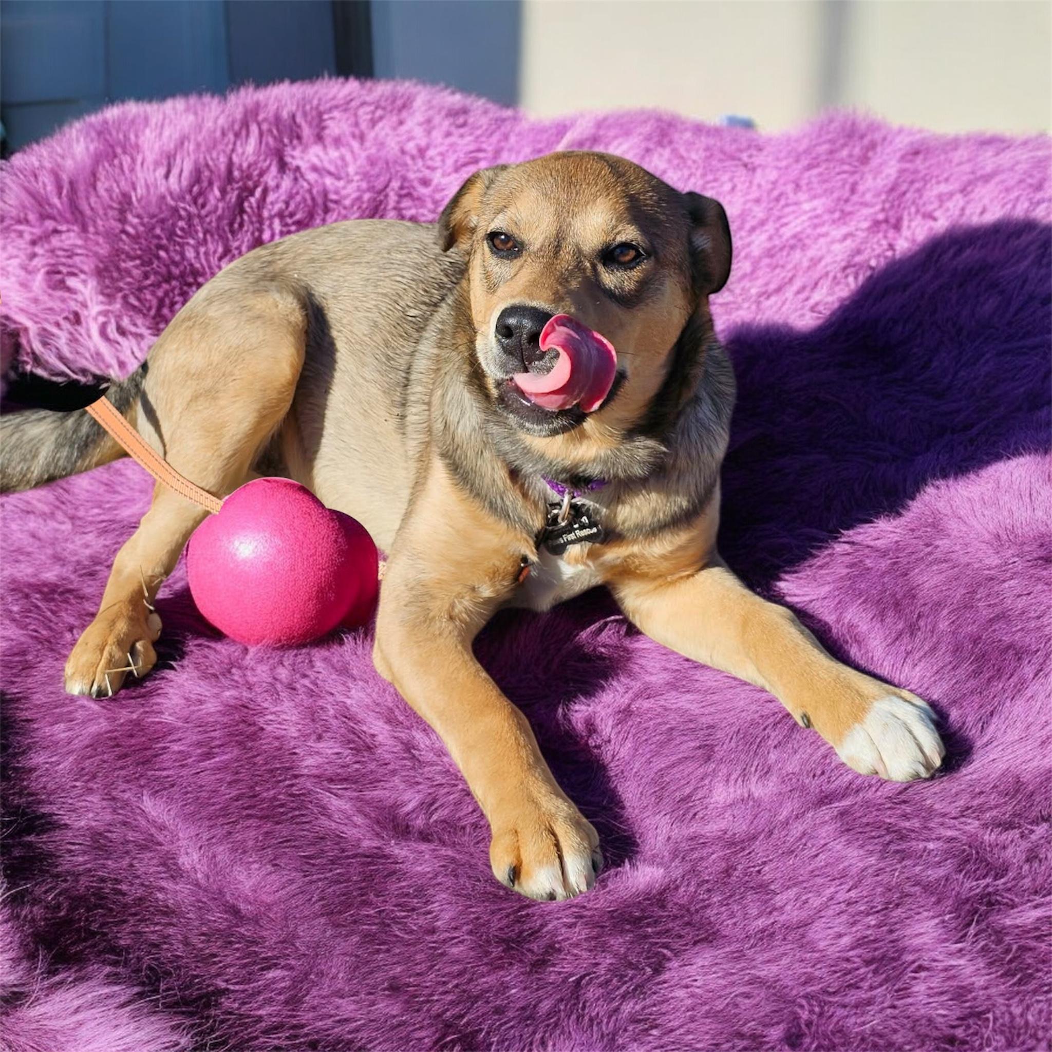 Enlarge Mary, a ADOPTABLE mixed breed in South Saint Paul, MN image 3/6