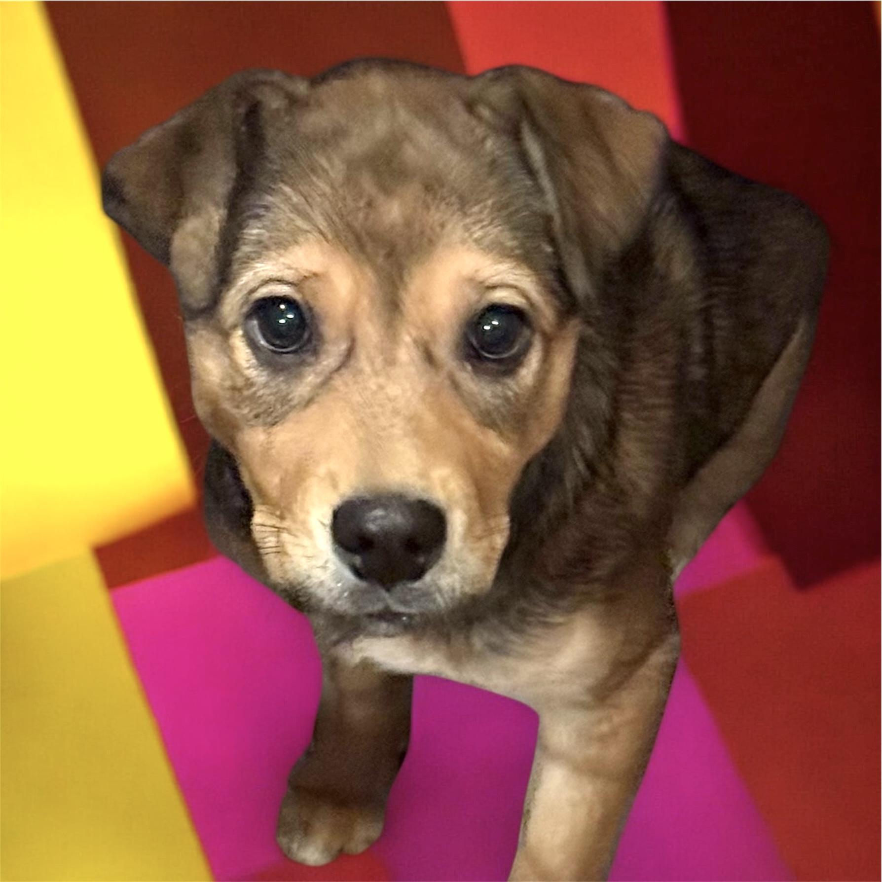 Mary, ADOPTABLE, Puppy Female Golden Retriever & Labrador Retriever.