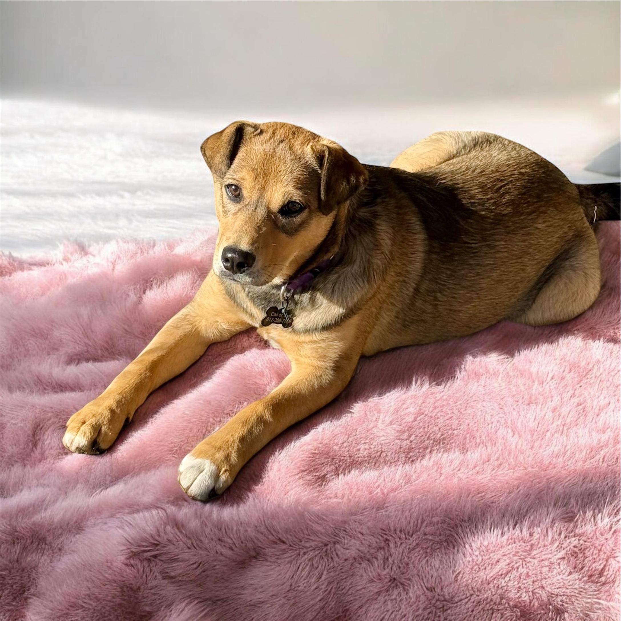 Enlarge Mary, a ADOPTABLE mixed breed in South Saint Paul, MN image 2/6