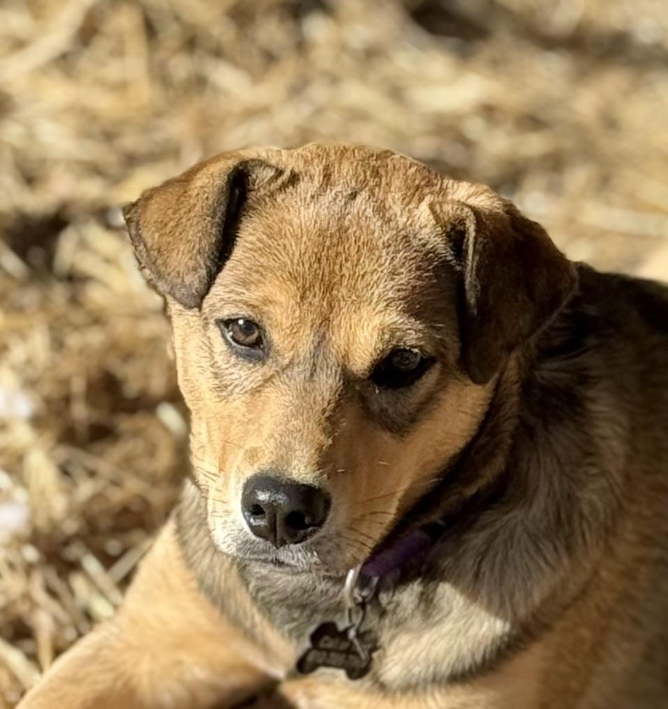 Enlarge Mary, a ADOPTABLE mixed breed in South Saint Paul, MN image 5/6