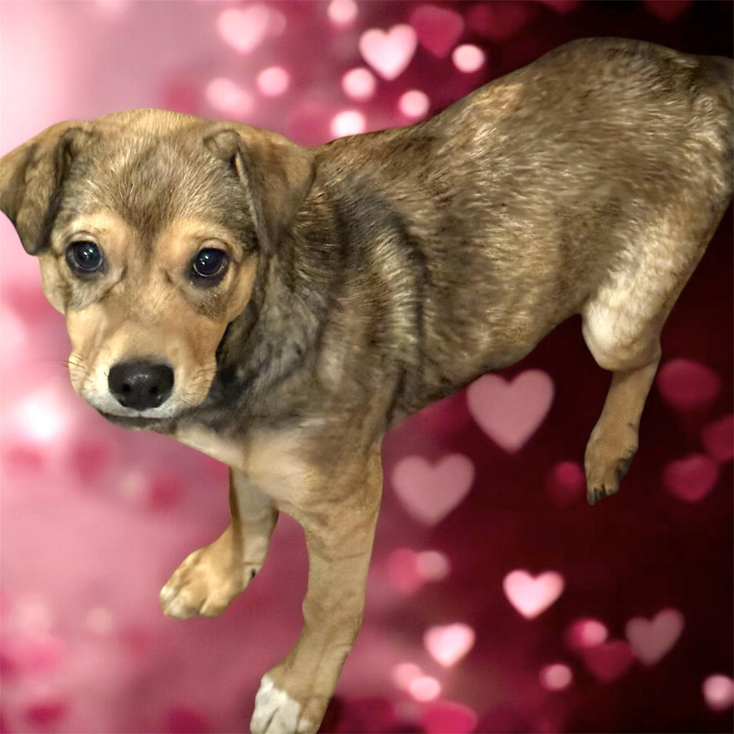 Mary, ADOPTABLE, Puppy Female Yellow Labrador Retriever & German Shepherd Dog.