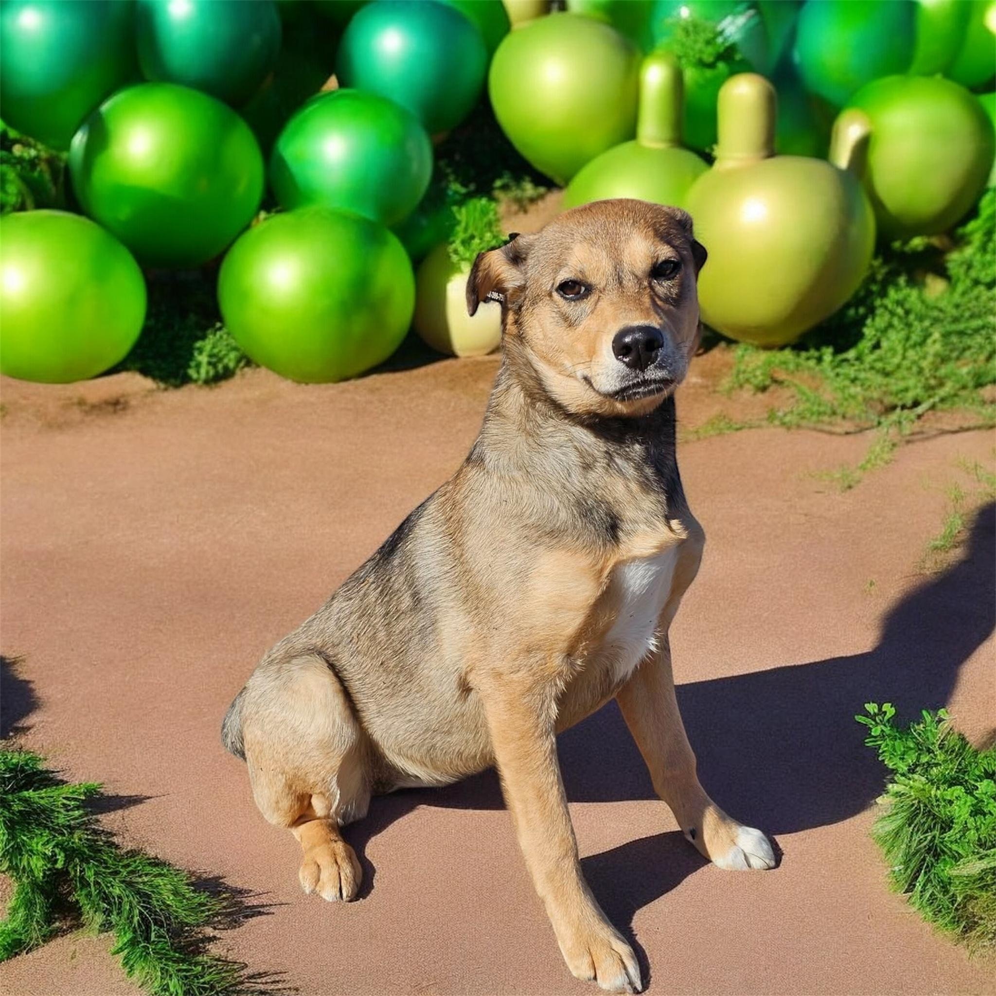 Mary, ADOPTABLE, Puppy Female Labrador Retriever & Husky.