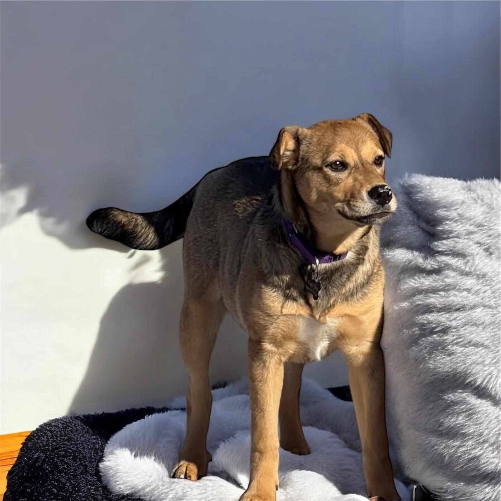 Enlarge Mary, a ADOPTABLE mixed breed in South Saint Paul, MN image 4/6