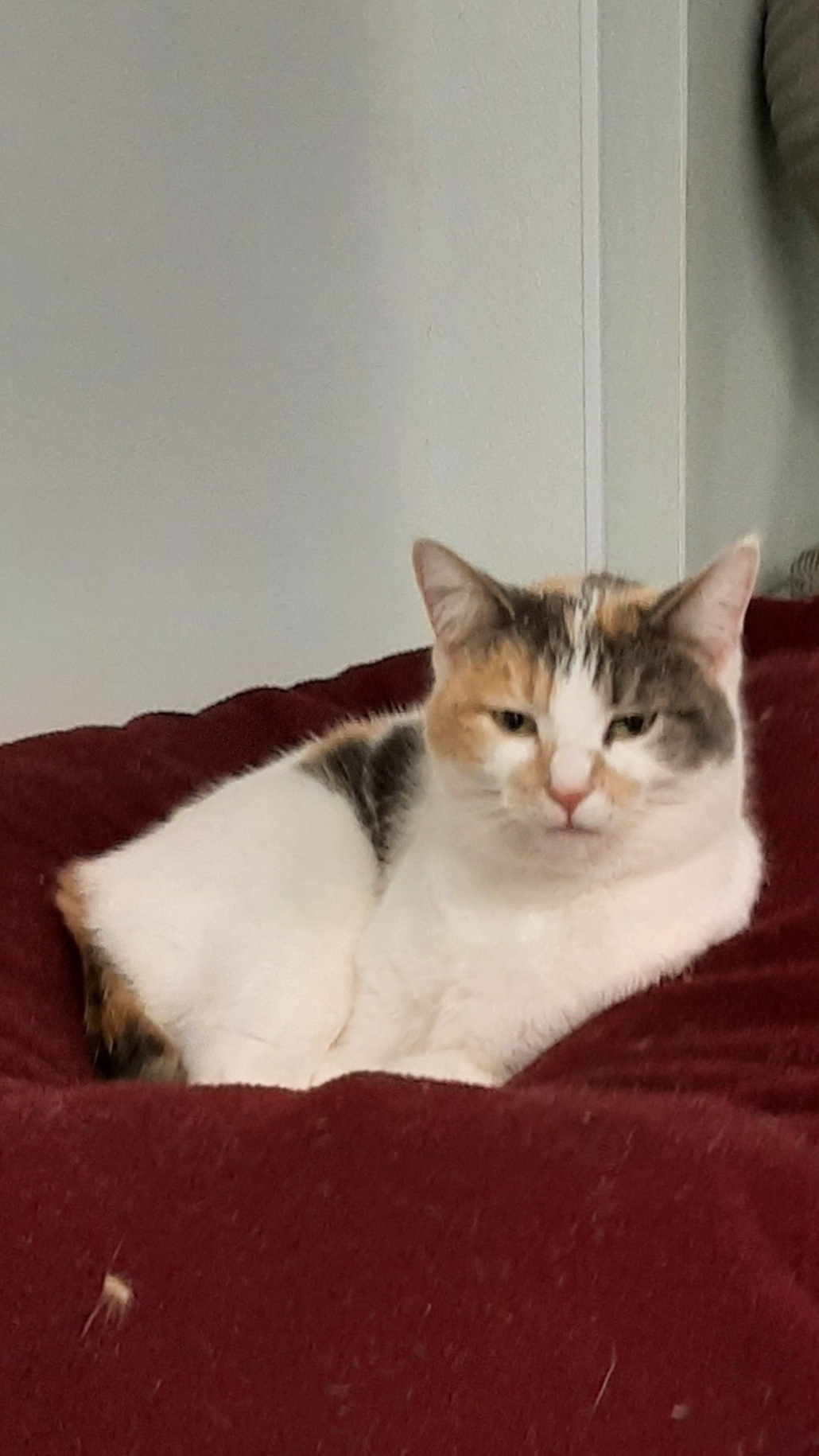 Tonya, a Adoptable Calico in Vine Grove, KY image 1/4
