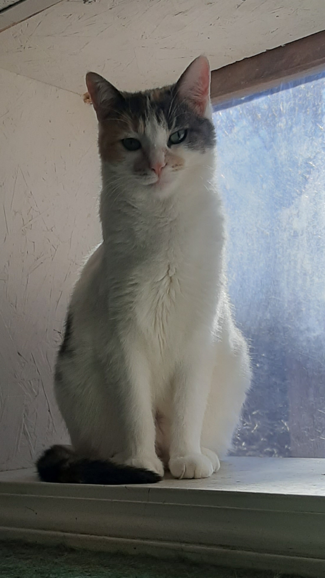 Tonya, a Adoptable Calico in Vine Grove, KY image 2/4