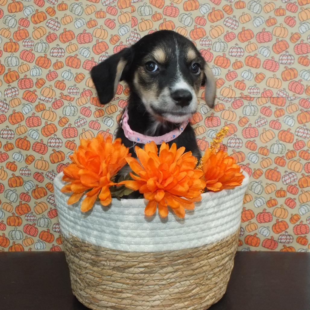 Aria, Adoptable, Puppy Female German Shepherd Dog & Mixed Breed.